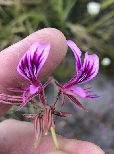 Pelargonium multicaule, photographed by Dave U
