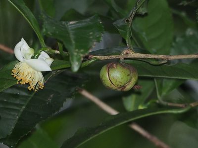 Camellia sinensis, photographed by 葉子
