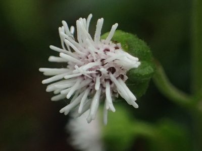 Adenostemma lavenia, photographed by 葉子