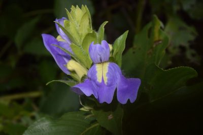 Calacanthus grandiflorus, photographed by S.MORE