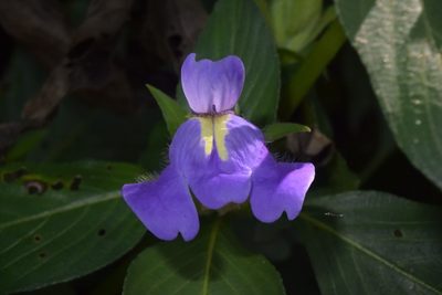Calacanthus grandiflorus, photographed by S.MORE