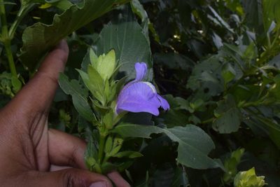 Calacanthus grandiflorus, photographed by S.MORE