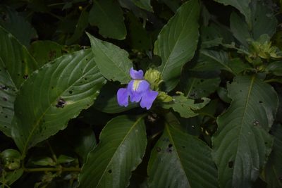 Calacanthus grandiflorus, photographed by S.MORE