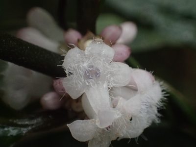 Lasianthus fordii, photographed by 葉子