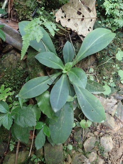Swertia shintenensis, photographed by 葉子