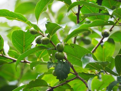 Diospyros morrisiana, photographed by 葉子