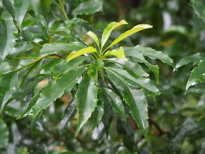 Helicia cochinchinensis, photographed by 葉子
