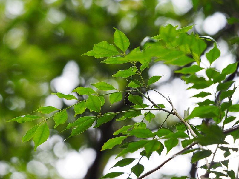 Zanthoxylum scandens, photographed by 葉子