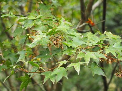 Acer serrulatum, photographed by 葉子