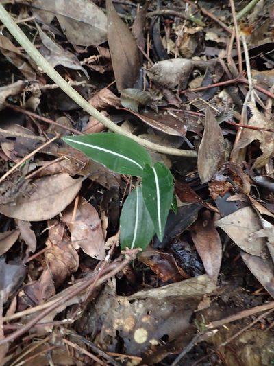 Rhomboda yakusimensis, photographed by 葉子