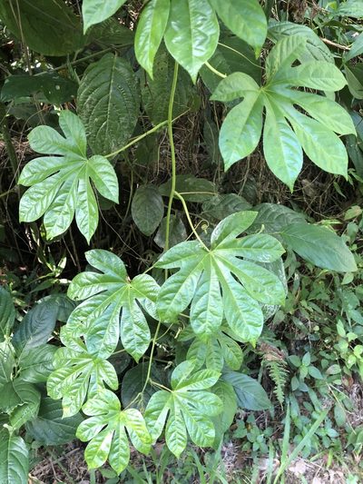 Passiflora serratodigitata, photographed by Al Kordesch