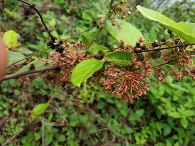Vincetoxicum dalzellii, photographed by S.MORE