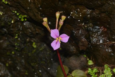 Sonerila scapigera, photographed by S.MORE