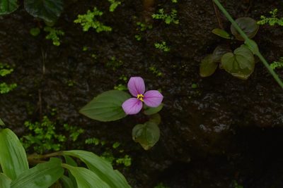 Sonerila scapigera, photographed by S.MORE