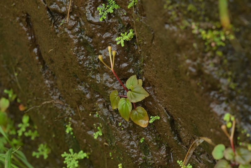 Sonerila scapigera, photographed by S.MORE