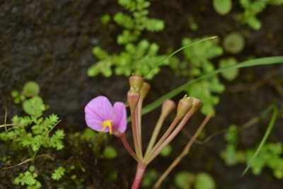 Sonerila scapigera, photographed by S.MORE