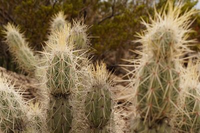 Grusonia bradtiana, photographed by Claudio Cantú Muñiz