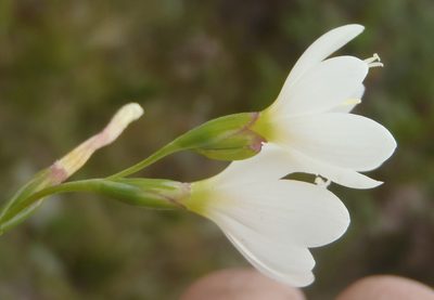 Geissorhiza inconspicua, photographed by Nicola van Berkel