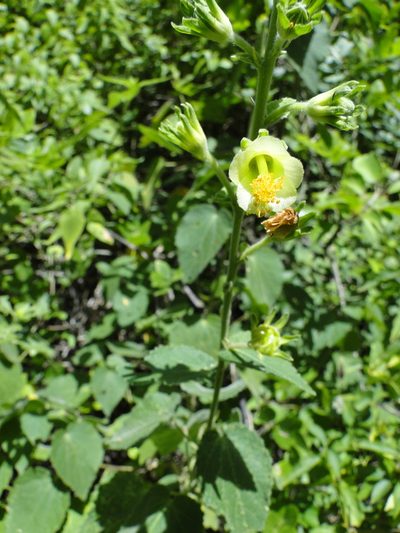 Pavonia chlorantha, photographed by Eugenio Padilla