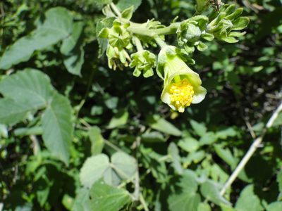 Pavonia chlorantha, photographed by Eugenio Padilla