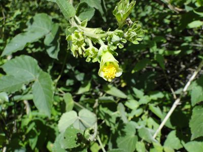 Pavonia chlorantha, photographed by Eugenio Padilla