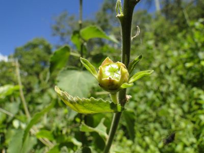Pavonia chlorantha, photographed by Eugenio Padilla