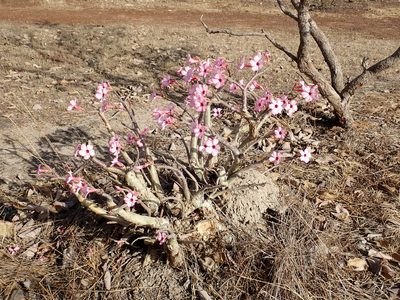 Adenium obesum, photographed by Julien Renoult