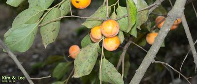 Diospyros kaki, photographed by Kim, Hyun-tae