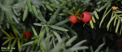 Taxus cuspidata, photographed by Kim, Hyun-tae