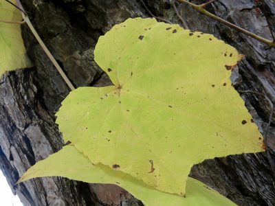 Vitis cinerea, photographed by Laura Clark