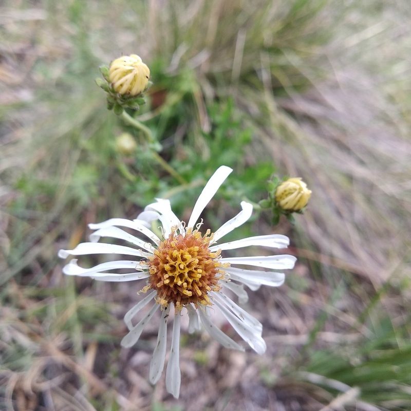 Symphyotrichum trilineatum, photographed by Bodo Nuñez Oberg