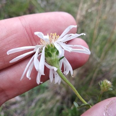 Symphyotrichum trilineatum, photographed by Bodo Nuñez Oberg