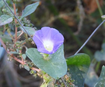 Ipomoea meyeri, photographed by Francisco Farriols Sarabia