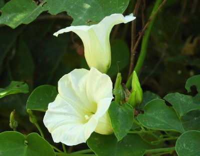 Ipomoea corymbosa, photographed by Francisco Farriols Sarabia