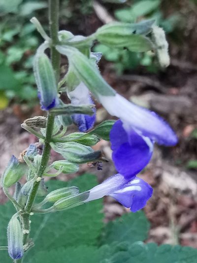 Salvia urolepis, photographed by Adriana Nelly Correa Sandoval