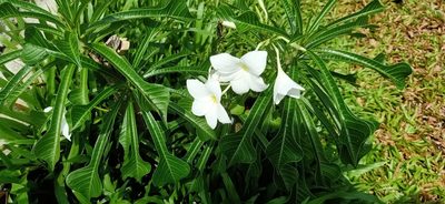 Plumeria pudica, photographed by Ong Jyh Seng