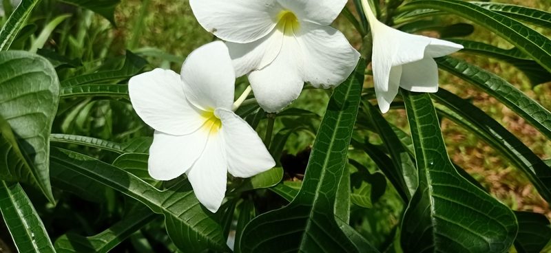 Plumeria pudica, photographed by Ong Jyh Seng