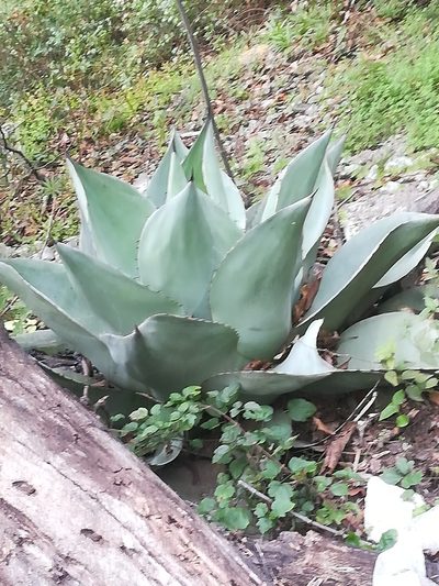 Agave ovatifolia, photographed by Francisco Martínez González