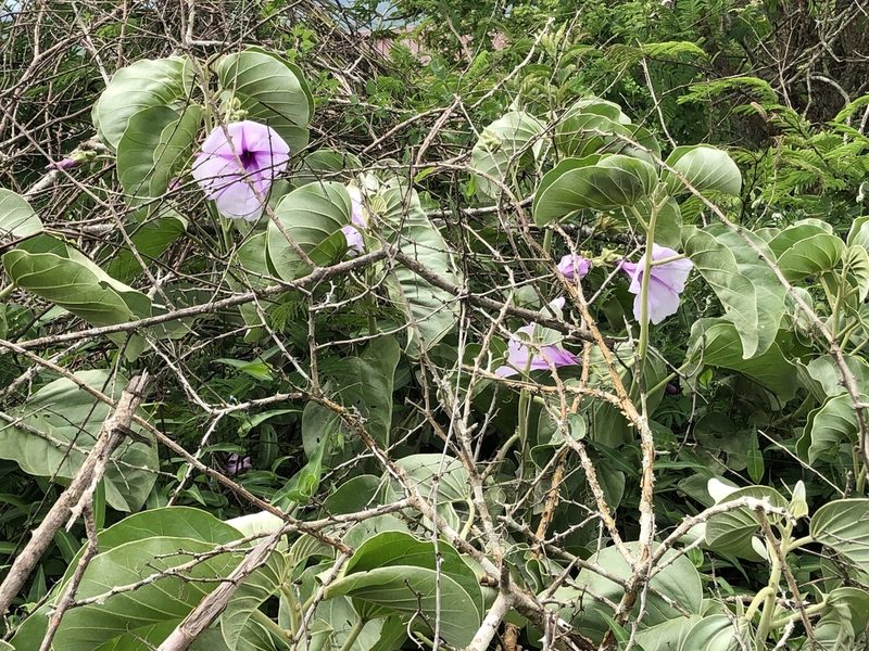 Ipomoea hildebrandtii, photographed by Hydrocycler (Elizabeth Dougherty)