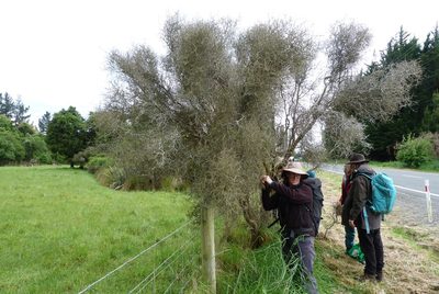 Melicytus flexuosus, photographed by Colin Meurk
