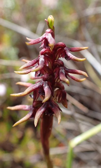 Genoplesium archeri, photographed by corunastylis