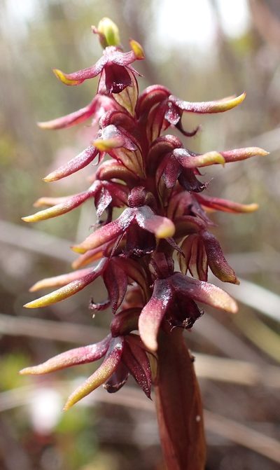 Genoplesium archeri, photographed by corunastylis
