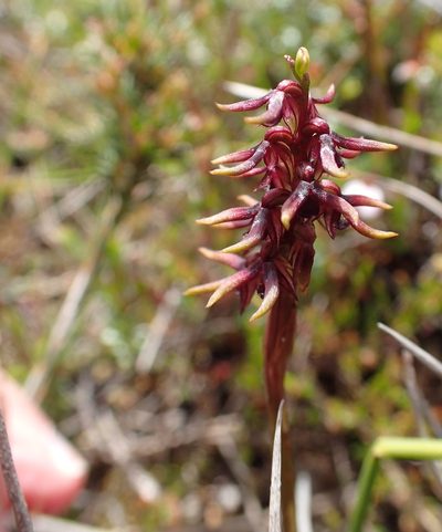 Genoplesium archeri, photographed by corunastylis