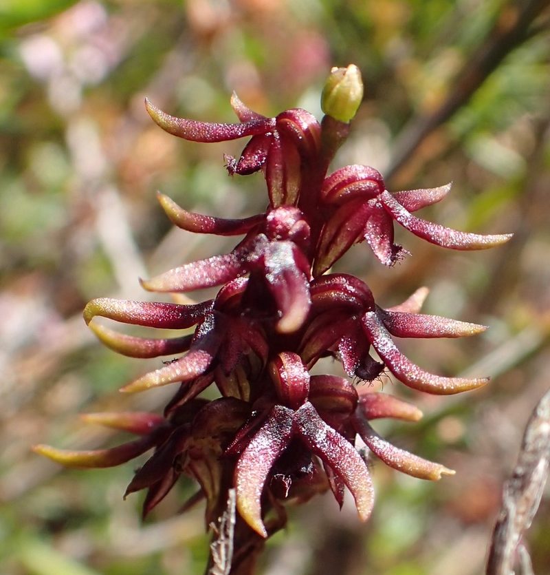 Genoplesium archeri, photographed by corunastylis