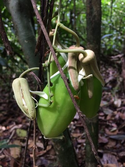 Passiflora contracta, photographed by B. Phalan