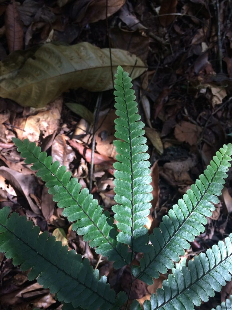 Adiantum abscissum, photographed by B. Phalan