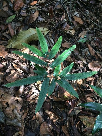 Adiantum abscissum, photographed by B. Phalan