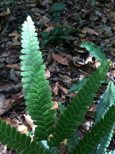 Adiantum abscissum, photographed by B. Phalan