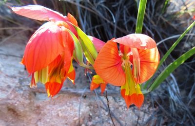 Gladiolus speciosus, photographed by linkie
