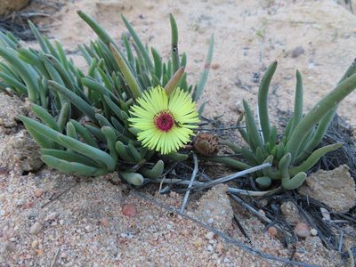 Cephalophyllum tricolorum, photographed by linkie